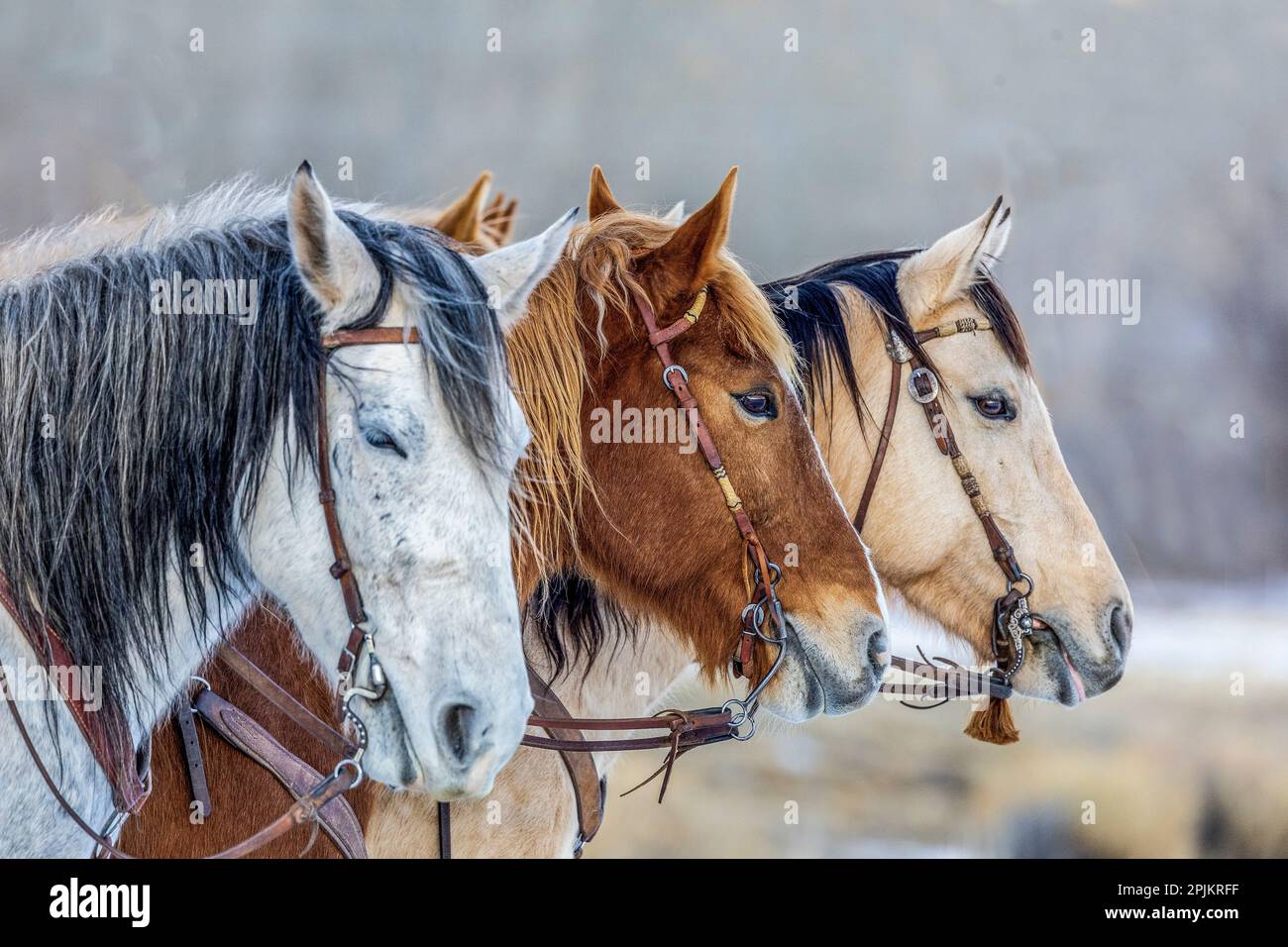 USA, Wyoming. Hideout Horse Ranch, horses in a Row. (PR) Stock Photo
