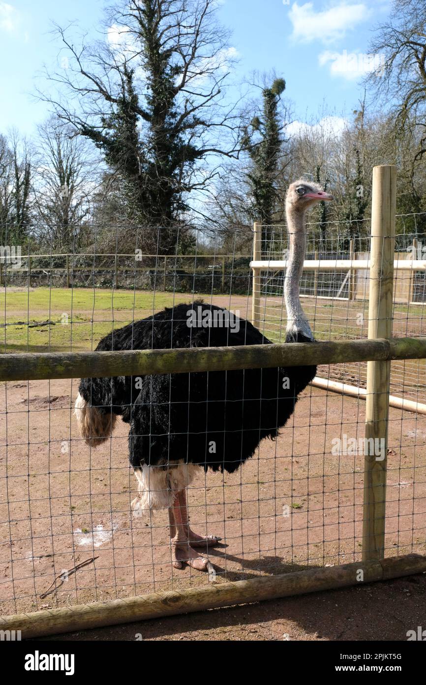 Wild Place Project, Bristol, UK. 3rd April 2023. Drummer the Ostrich is the latest arrival at Wild Place Project, he has just moved from his former home at the Welsh Mountain Zoo. As Drummer is a boy he sadly cannot help with extra-large Easter Eggs. Supporting endangered species and conservation is fundamental to Wild Place who have plans to bring in some endangered North African Red Necked Ostriches in the future. Drummer (a common Ostrich) will be essential for the Zoo to learn all about Ostrich care before they arrive. Run by the Bristol Zoological Society, Wild Place Project, on the outsk Stock Photo