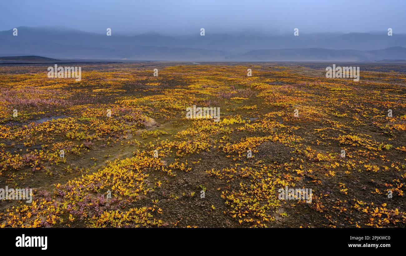 Arctic willow during fall. The east side of volcano Askja. Highlands in the Vatnajokull National Park, a UNESCO World Heritage Site, Iceland Stock Photo