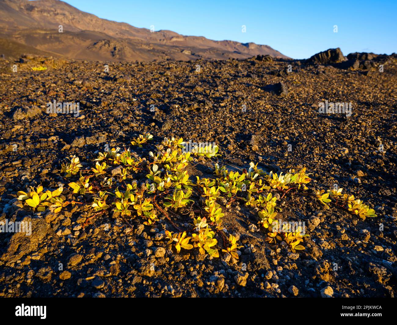 Arctic willow during fall. The east side of volcano Askja. Highlands in the Vatnajokull National Park, a UNESCO World Heritage Site, Iceland Stock Photo