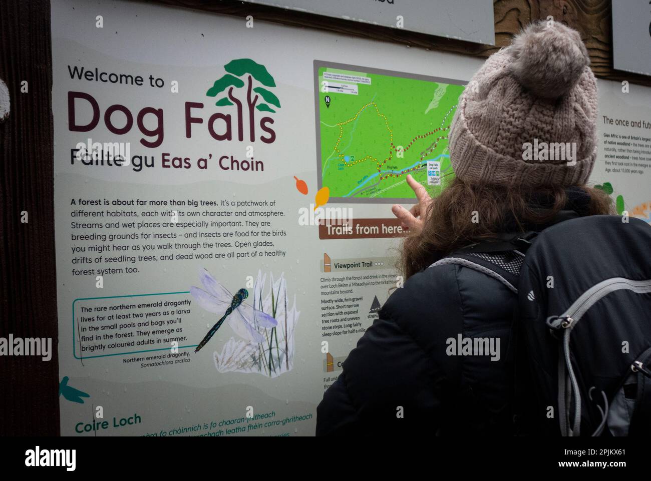 Dog Falls Car Park with Person Looking at Map Stock Photo Alamy
