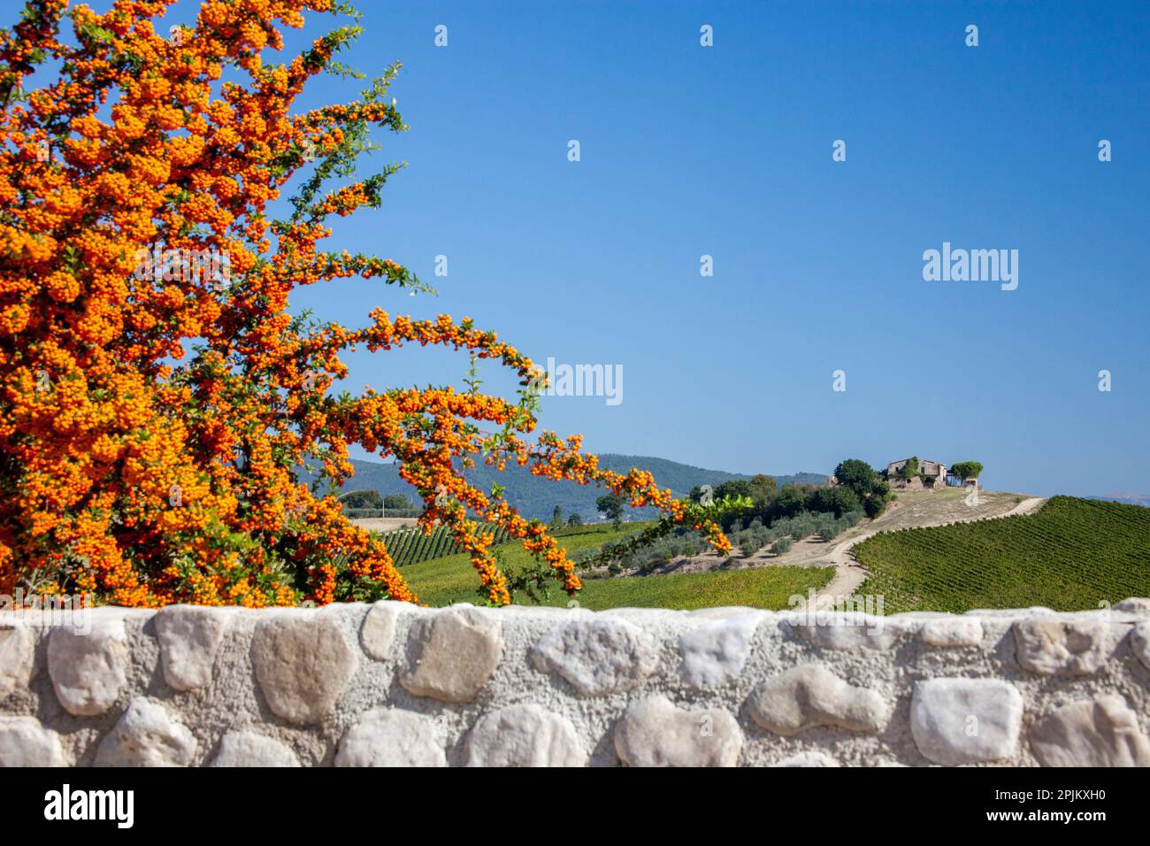Italy, Umbria. Home surrounded by vineyards and bush with orange berries. Stock Photo