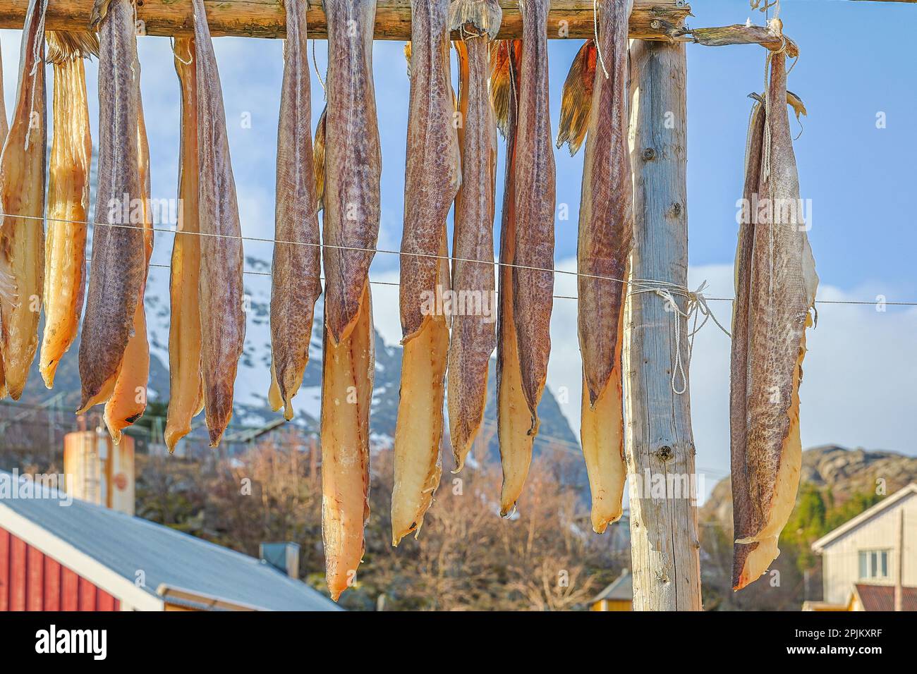 Norway, Lofoten Islands. cod drying in the fishing village of Nusfjord ...