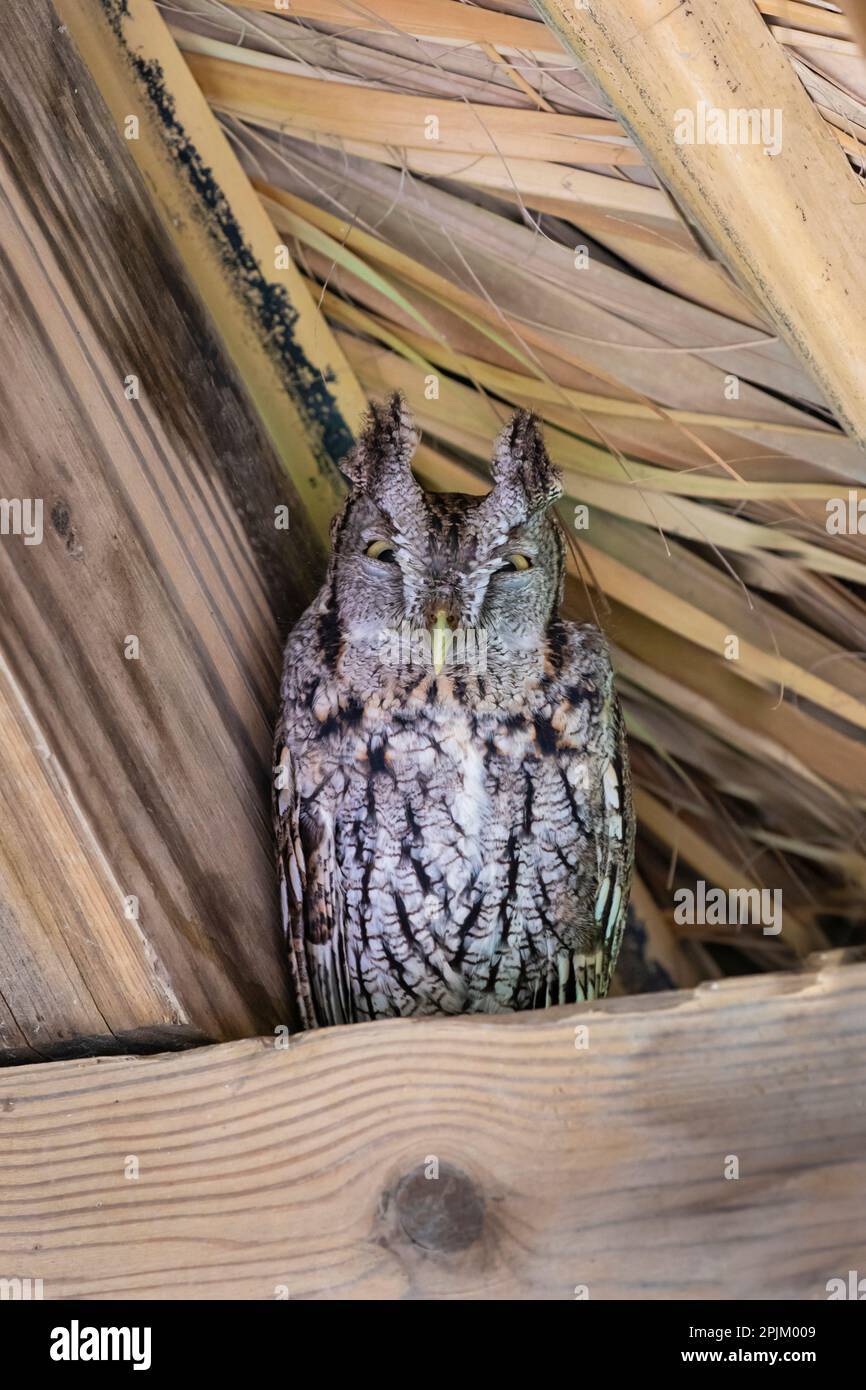 Eastern screech owl roosting in rafters Stock Photo