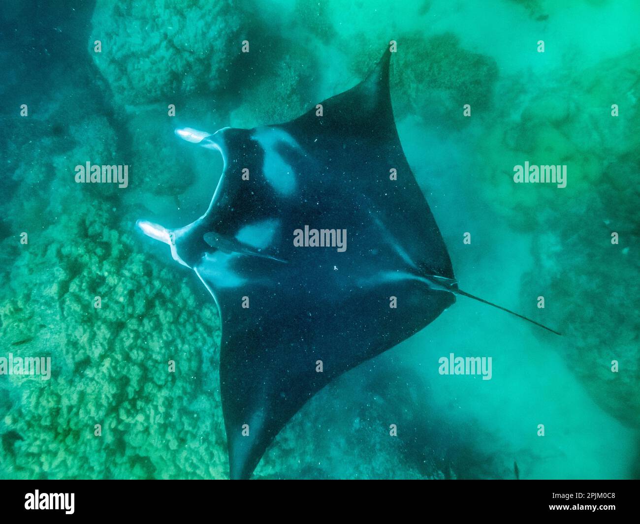 French Polynesia, Bora Bora. Manta ray closeup Stock Photo Alamy