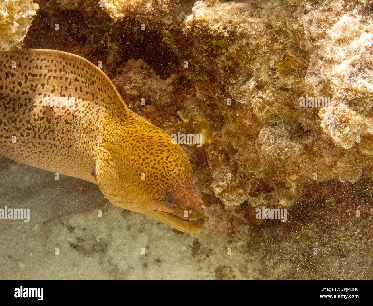 French Polynesia, Moorea. Moray eel close-up. Stock Photo