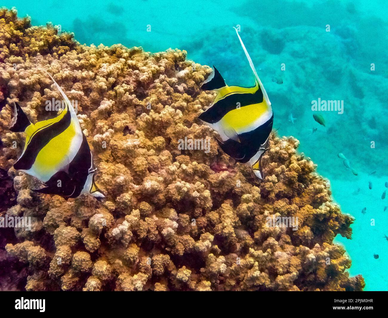 French Polynesia, Moorea. Moorish idol fish and corals. Stock Photo