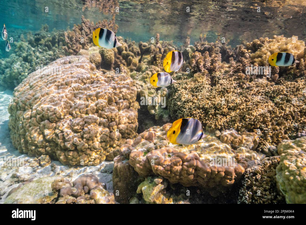 French Polynesia, Taha'a. Coral scenic with Pacific double-saddle ...