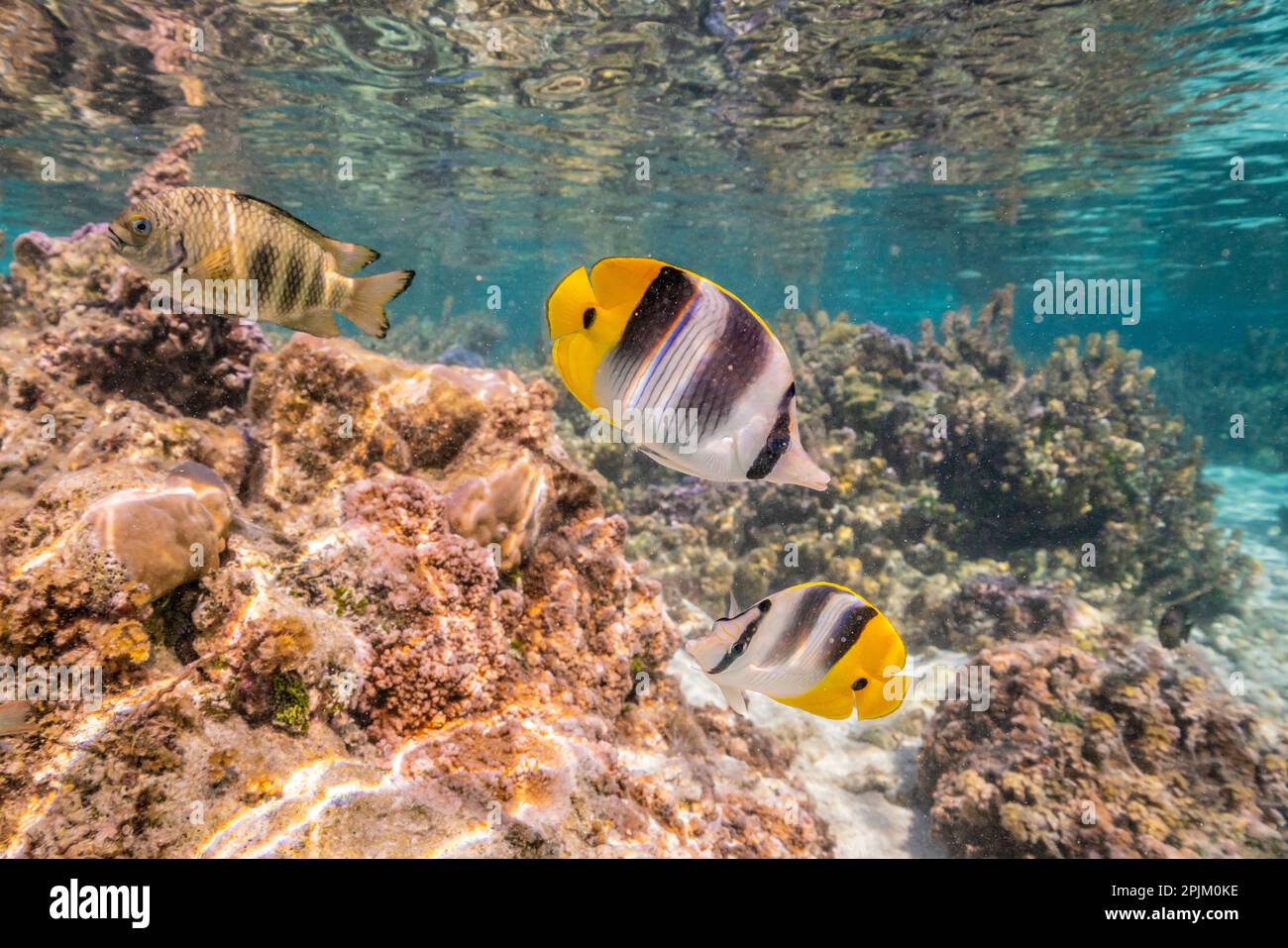 French Polynesia, Taha'a. Coral scenic with Pacific double-saddle butterflyfish. Stock Photo