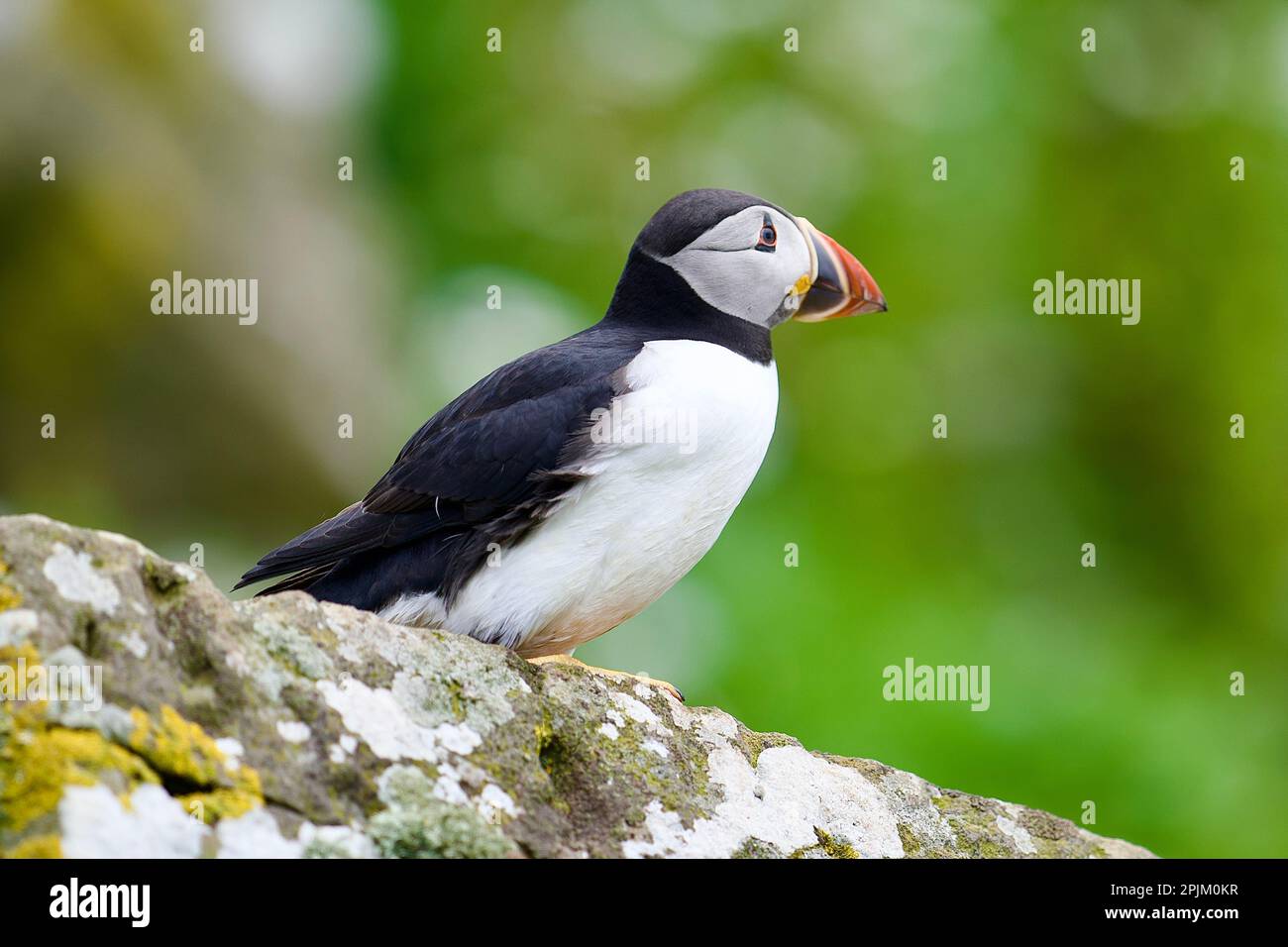 Atlantic puffins from the lunga isle in the treshnish isles off the ...