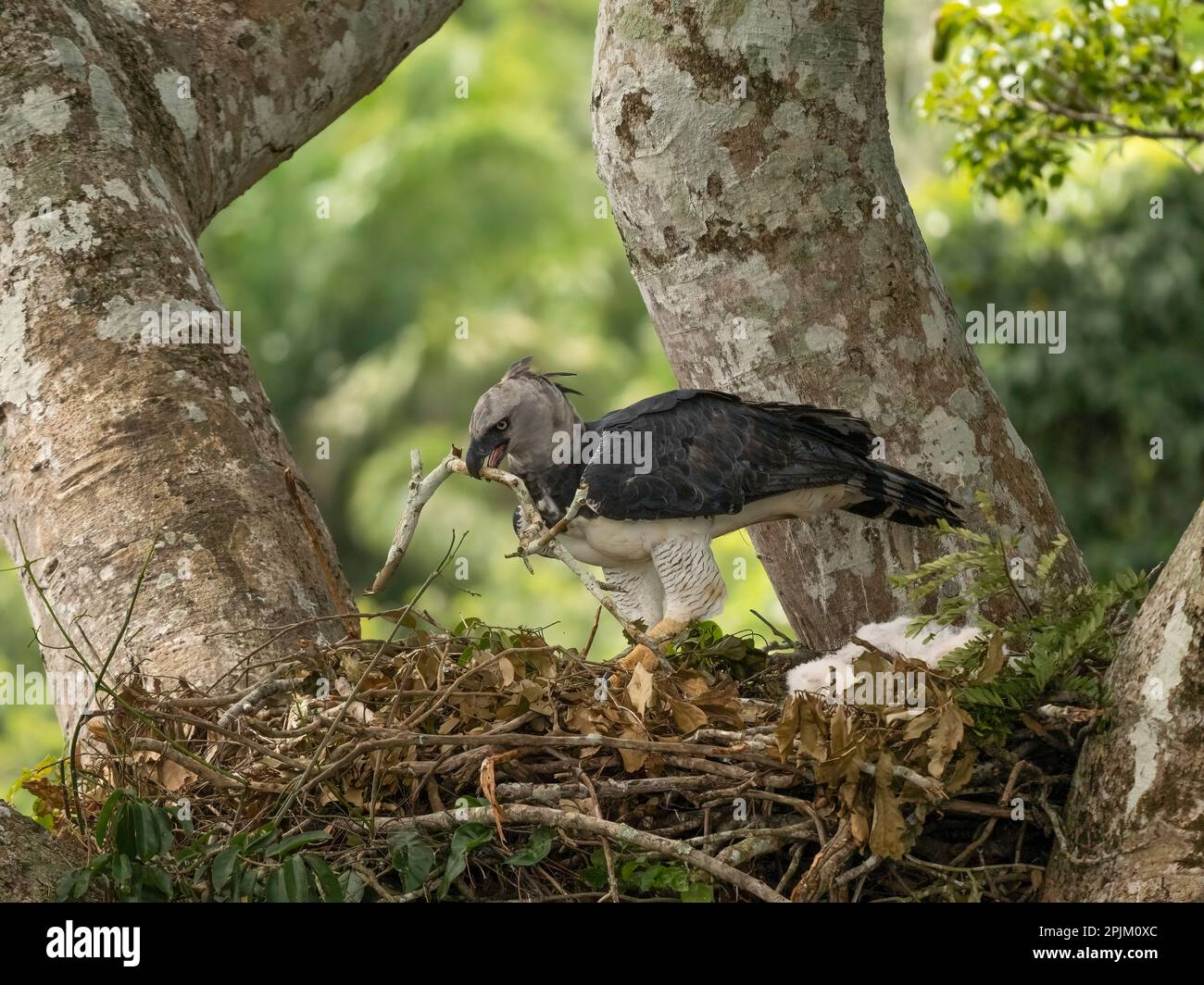 Harpy eagle building nest, Brazil, South America Stock Photo