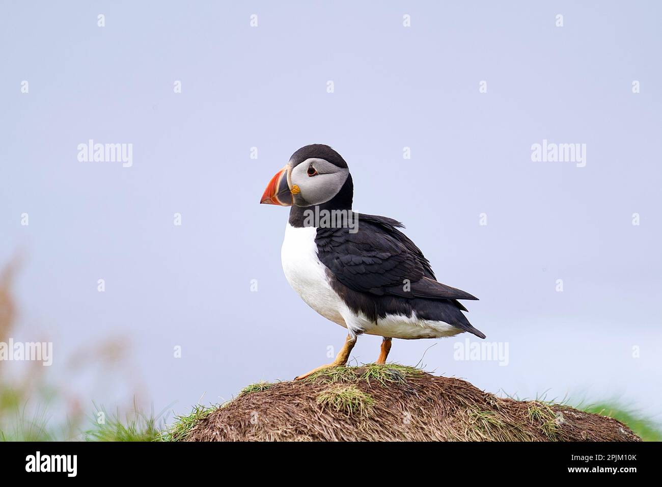 Atlantic puffins from the lunga isle in the treshnish isles off the ...