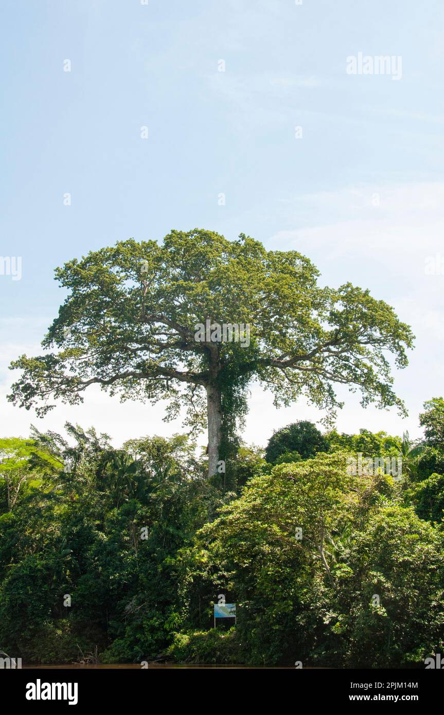 These massive kapok trees grow in the  Rainforest. One in the  Cuyabeno Reserve in Ecuador Stock Photo - Alamy
