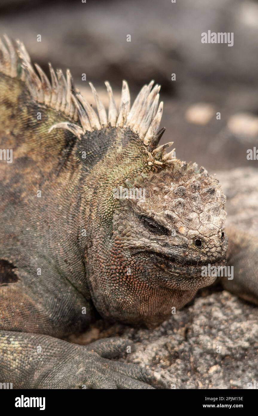 Ugly marine iguana on Fernandina Island was the model for the Godzilla movies. Stock Photo