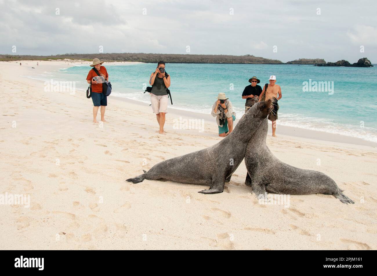 Two Galapagos sea lions spar as tourists look on. (Editorial Use Only) Stock Photo
