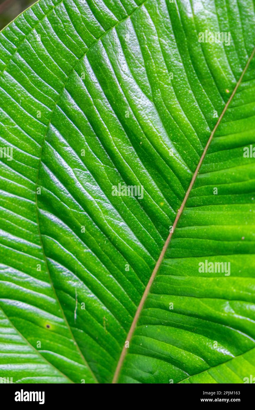 Tropical plants thriving in the Andes Cloud Forest Stock Photo - Alamy