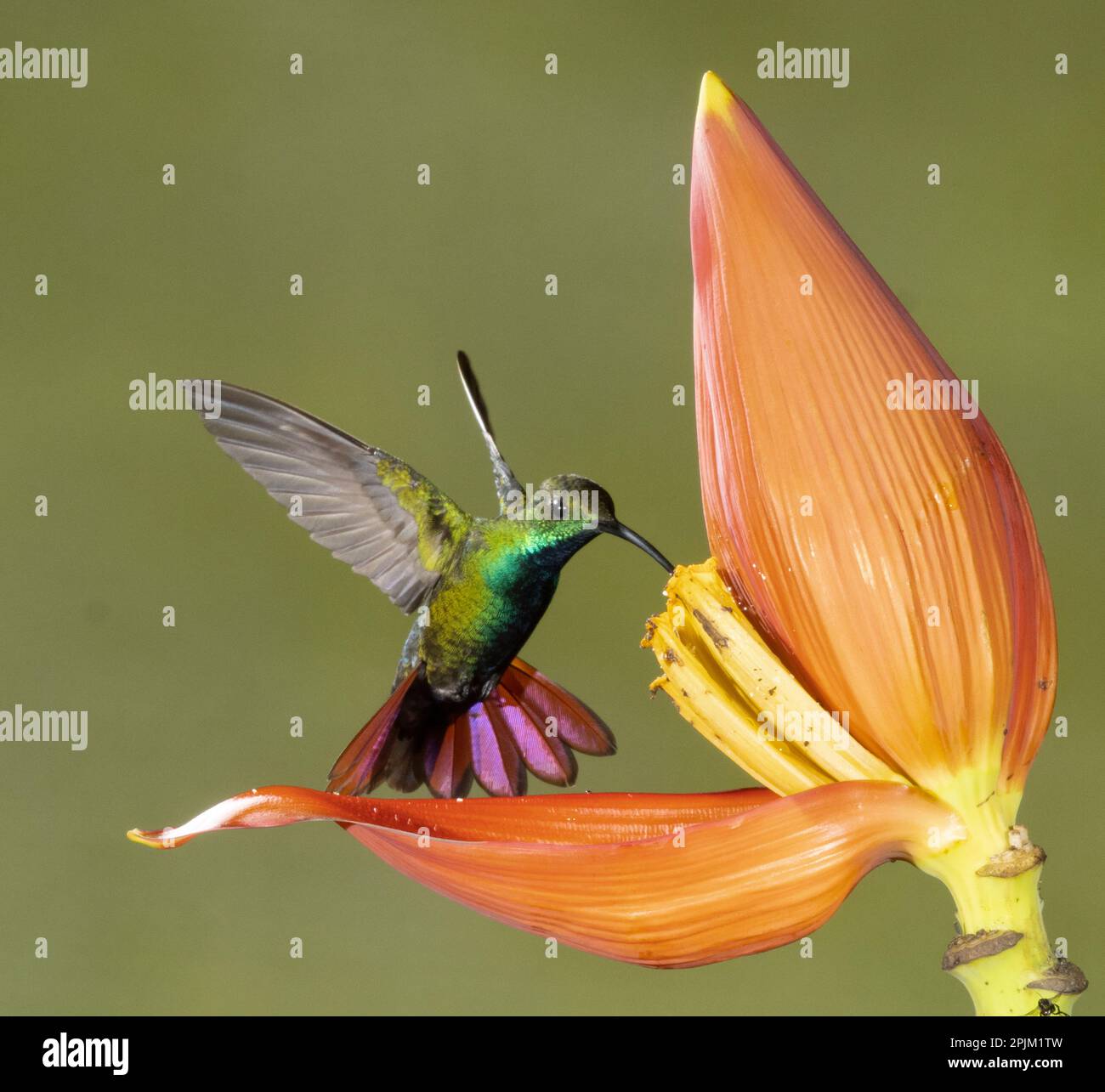 Green-breasted Mango Hummingbird, Costa Rica, Central America Stock Photo