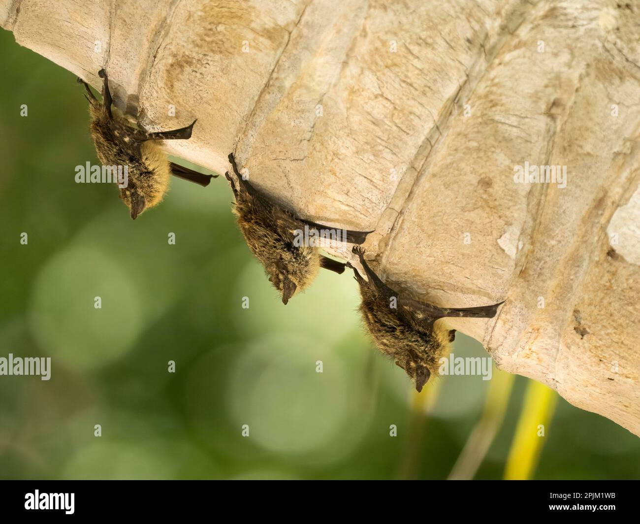 Proboscis Bat, Costa Rica, Central America Stock Photo - Alamy