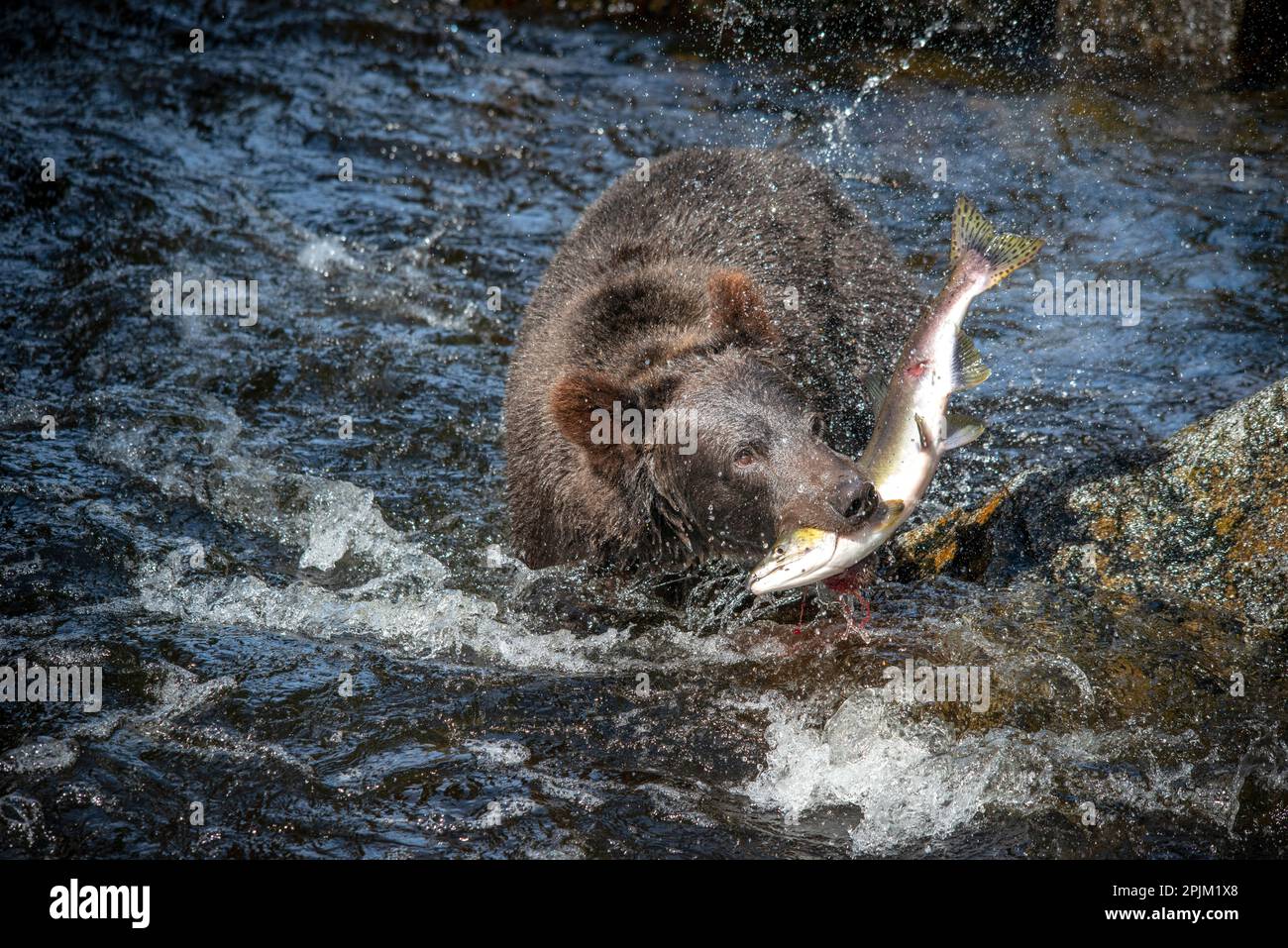 Brown bear catching a salmon at Anan Creek Stock Photo - Alamy