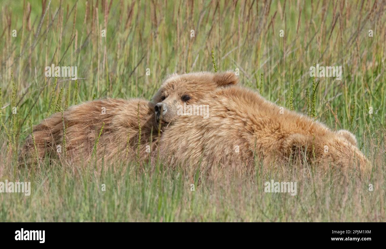 Brown bear cub finds that mom making for a nice fur pillow. Stock Photo
