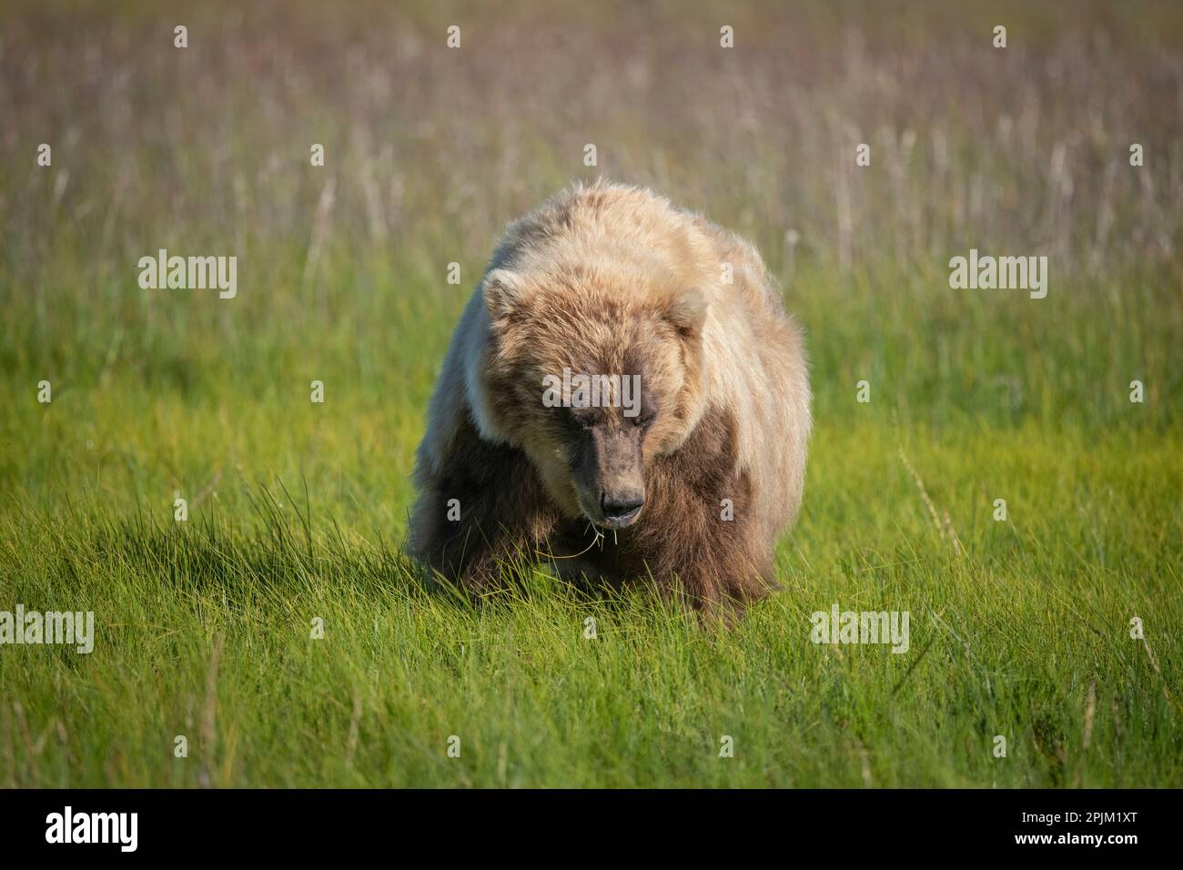 Brown bear cub poses in a field Stock Photo - Alamy