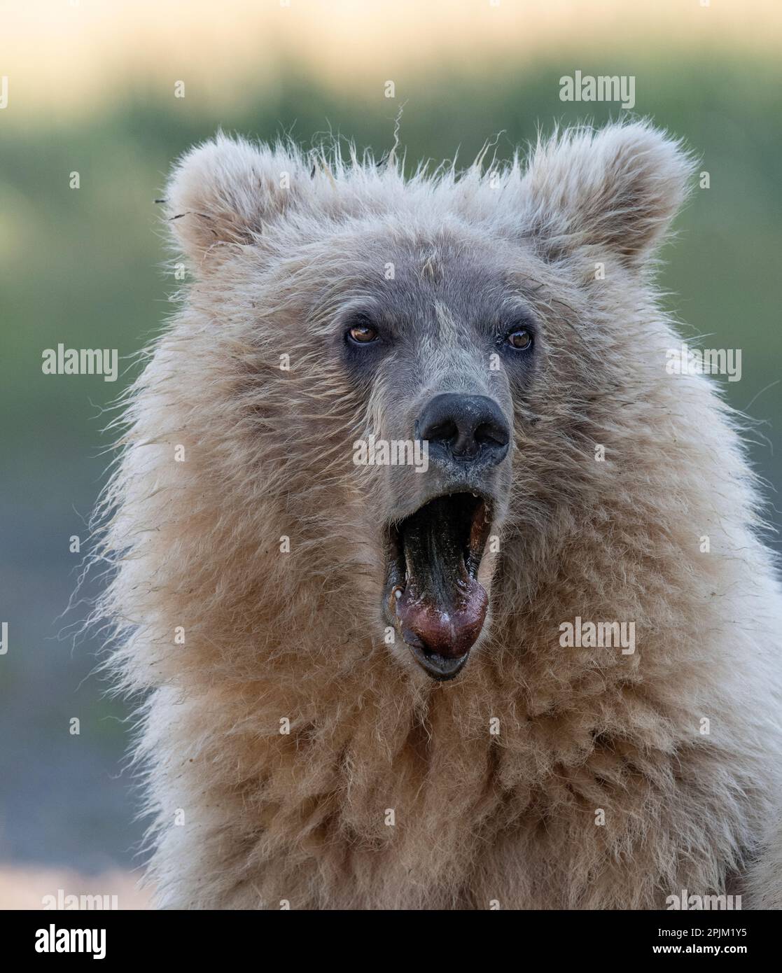 Brown bear cub sticking out its tongue. Stock Photo