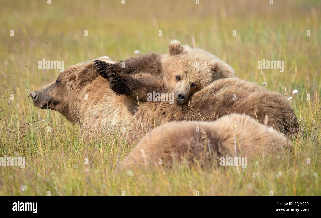 Cute brown bear cub resting on Mom Stock Photo - Alamy