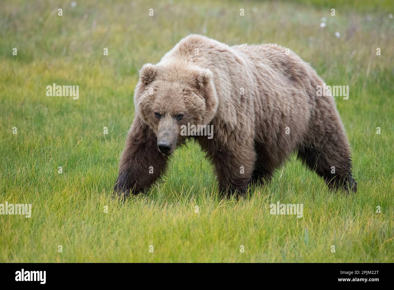 A dangerous brown bear gets close Stock Photo - Alamy