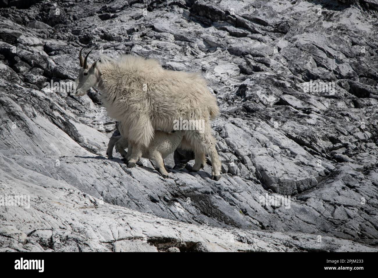 Mountain goat kid nursing from its mom on Gloomy Knob Stock Photo - Alamy