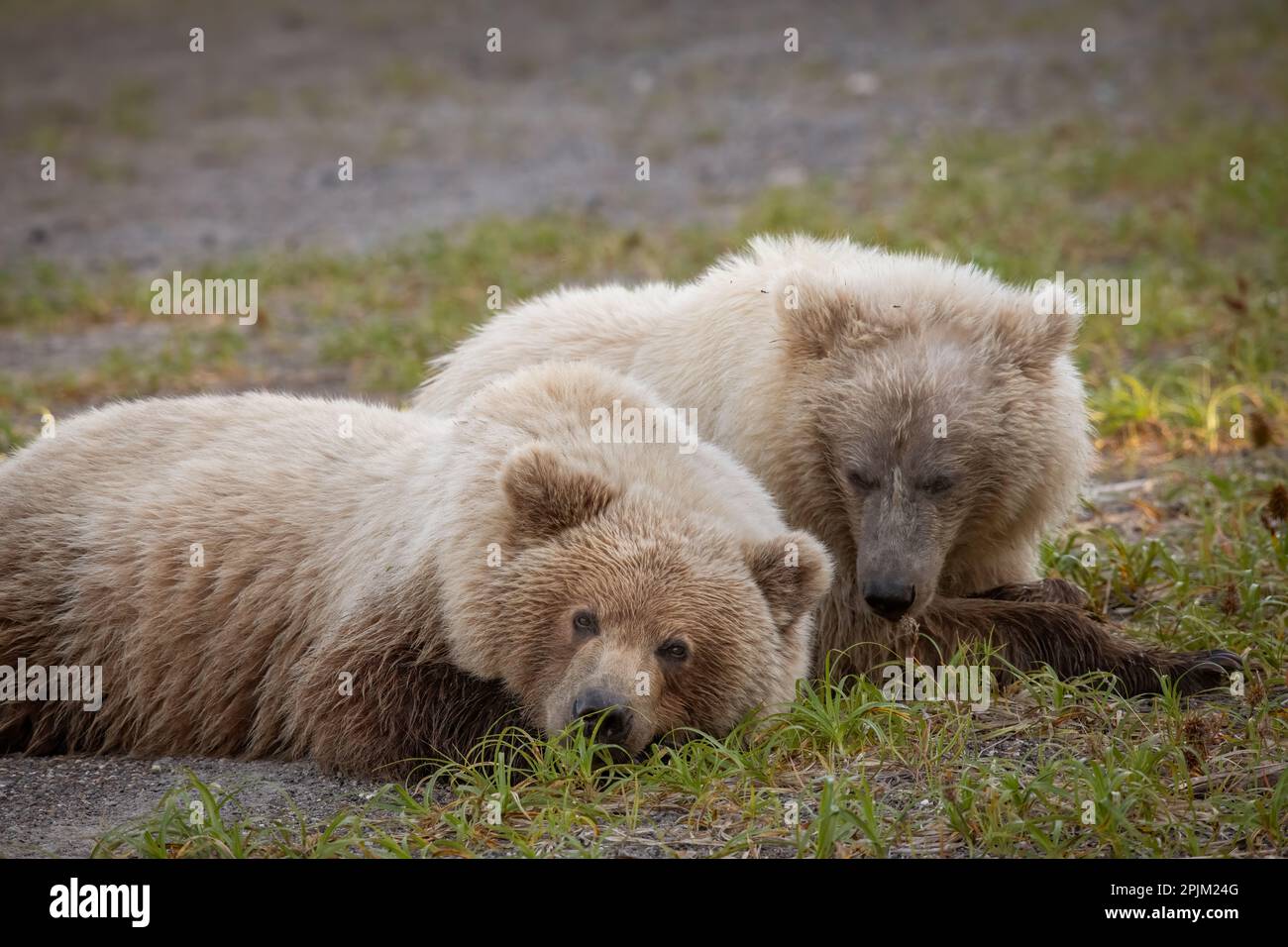 Blonde brown bear cubs hanging out together Stock Photo - Alamy