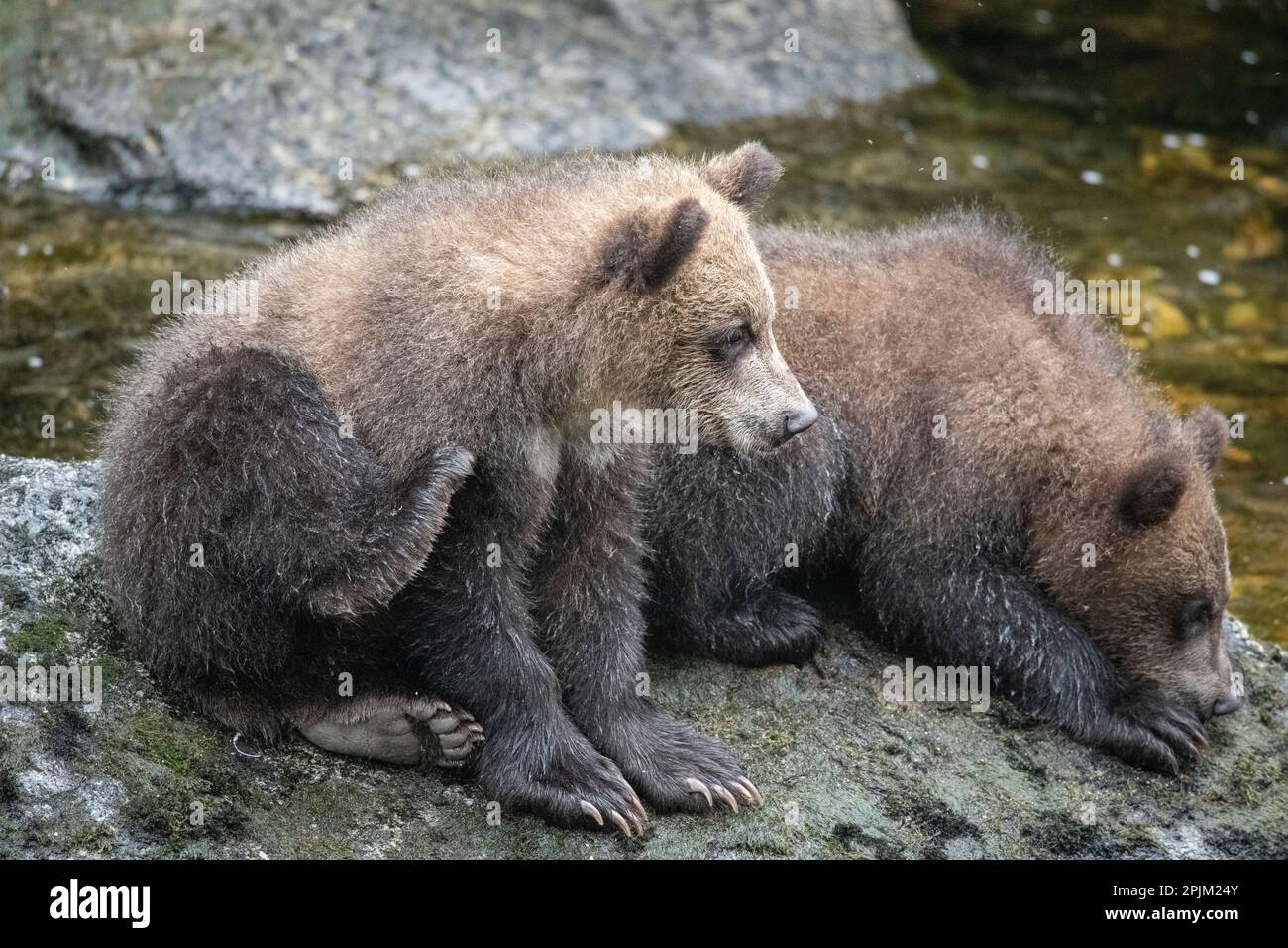 Brown bear cubs waiting for mom along Anan Creek Stock Photo - Alamy