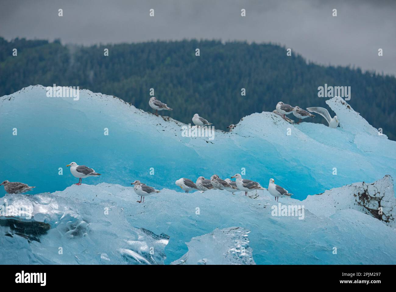 Gulls resting on an iceberg in the middle of Endicott Arm. Stock Photo