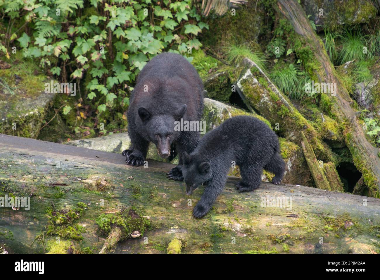 Black bear mama cub hi-res stock photography and images - Alamy