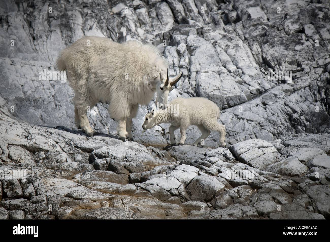 Mountain goat mom and kid Stock Photo - Alamy