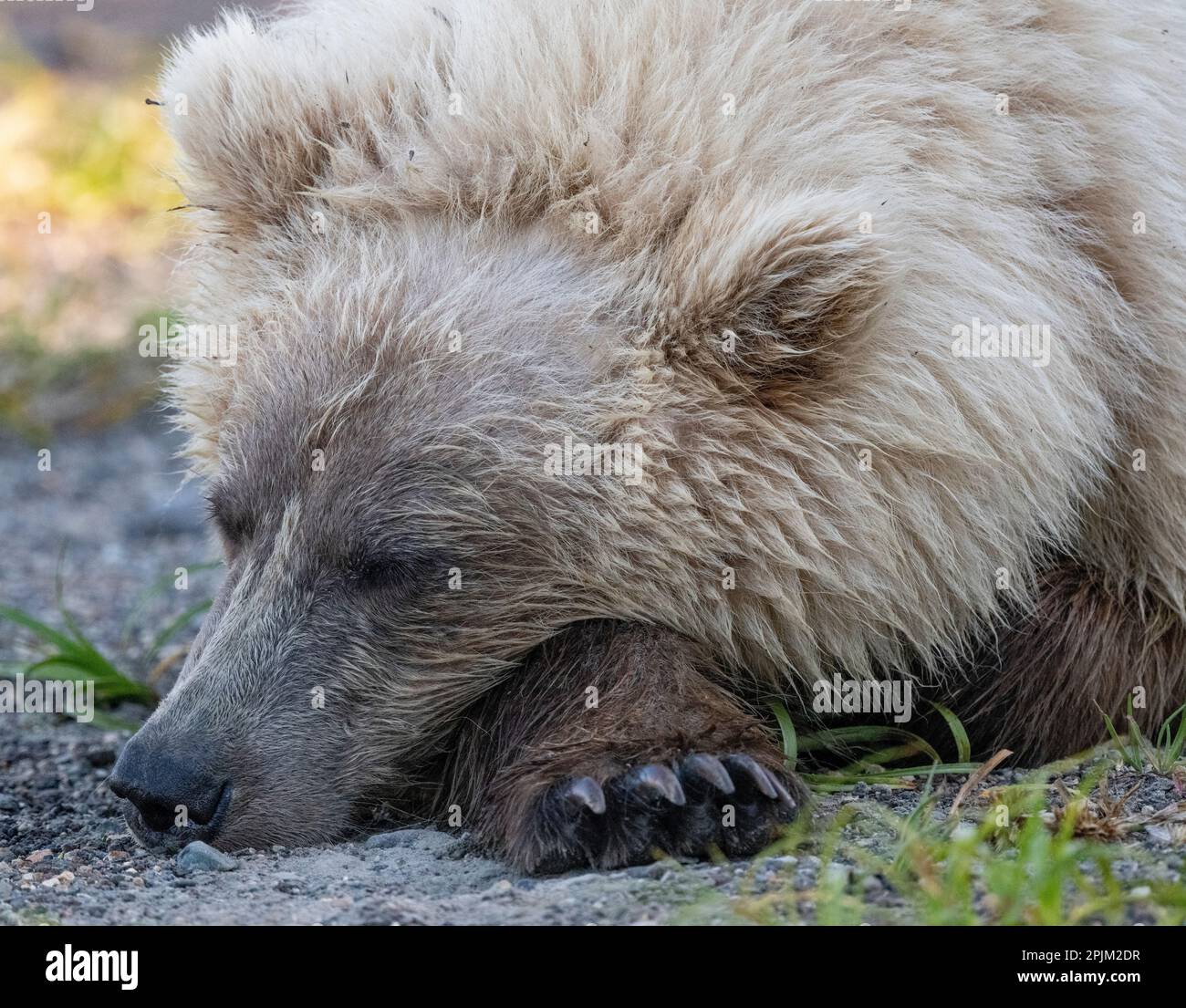 Blonde phase brown bear takes a nap Stock Photo Alamy
