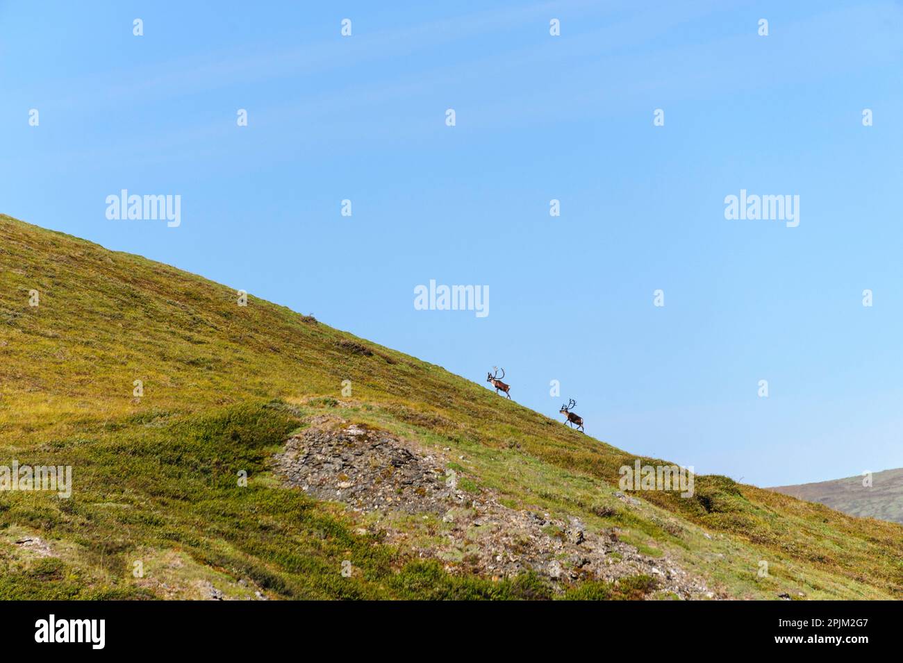 USA, Alaska, Gates of the Arctic National Park. Bull Caribou in it's
