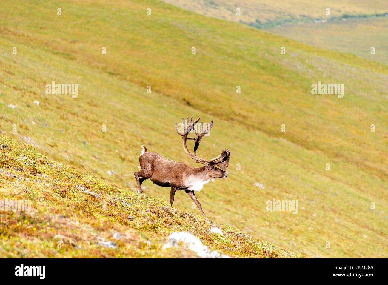 USA, Alaska, Gates of the Arctic National Park. Bull Caribou in it's summer habitat. Stock Photo