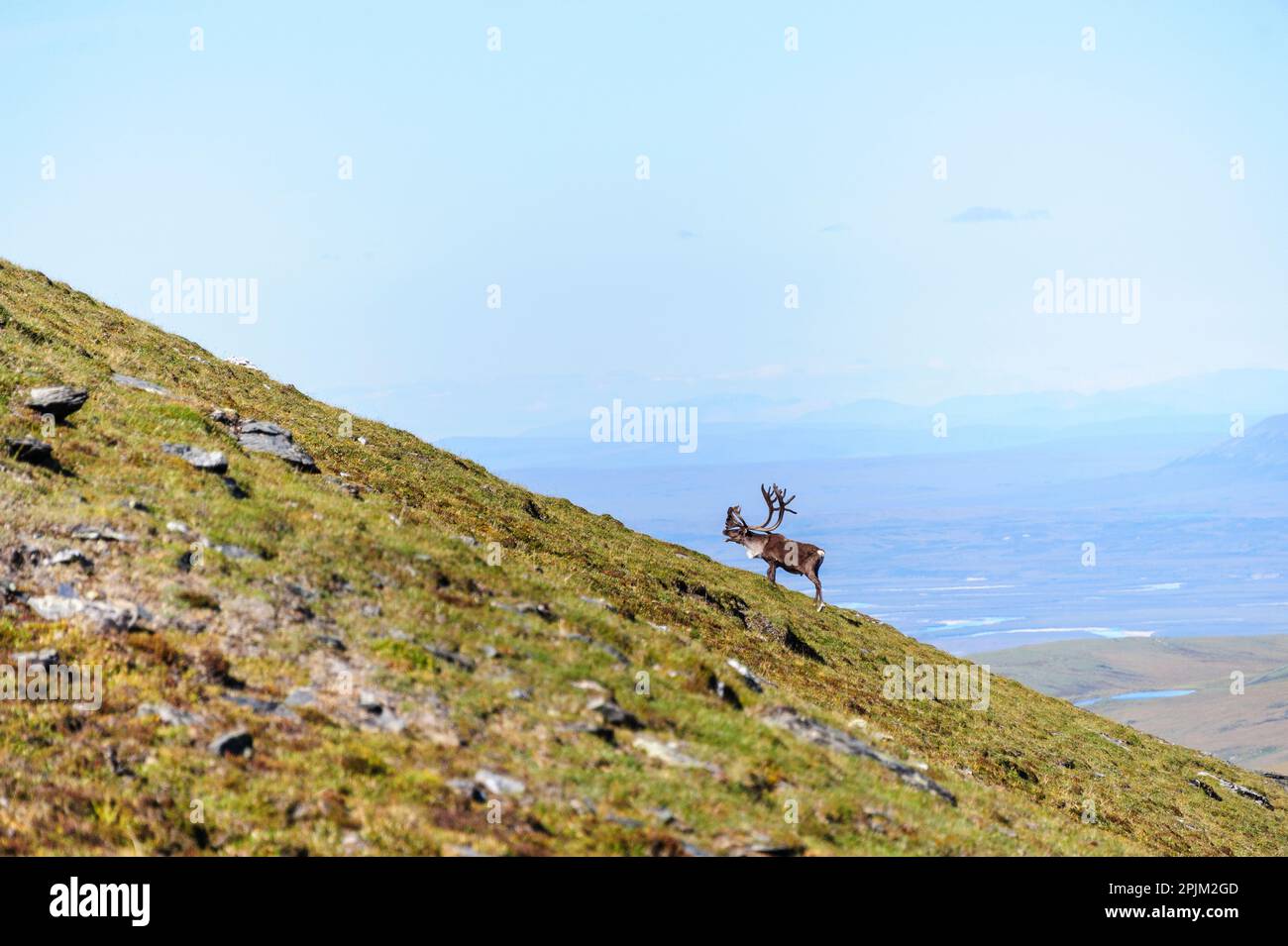 USA, Alaska, Gates of the Arctic National Park. Bull Caribou in it's