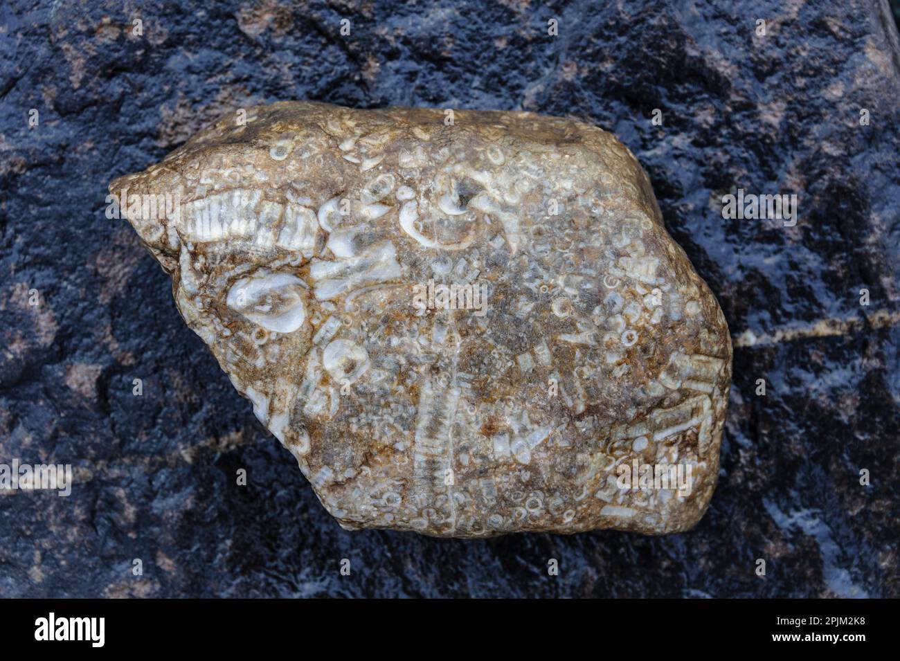 USA, Alaska, Noatak National Preserve. Rock with a multitude of fossils. Stock Photo