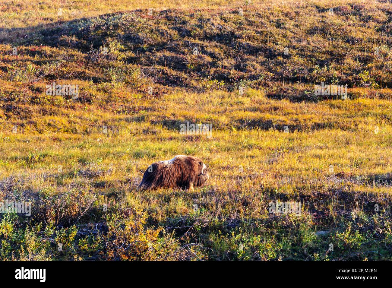 USA, Alaska, Noatak National Preserve, Noatak River. Bull Muskox walking on the arctic tundra. Stock Photo