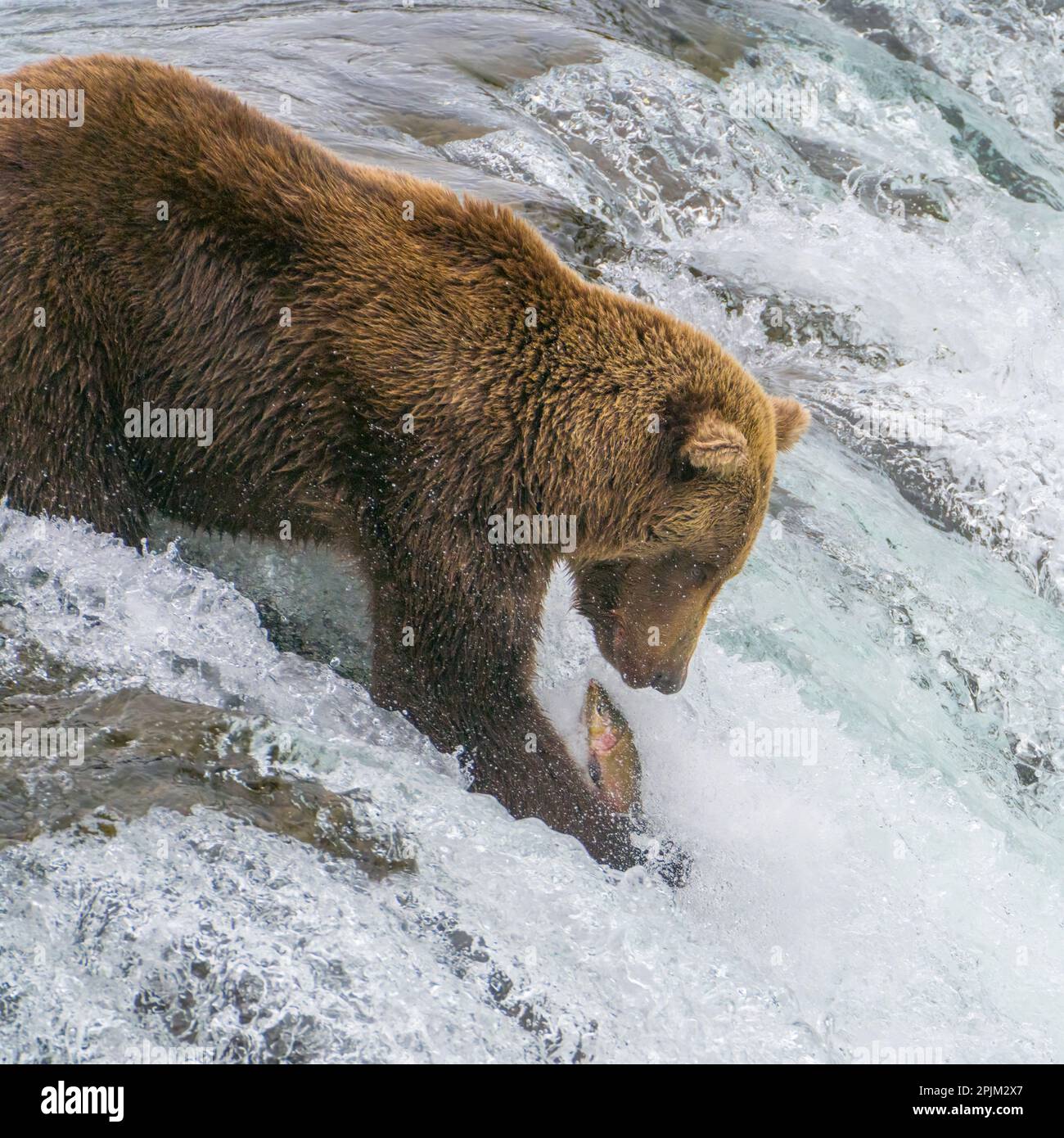 Alaska, Brooks Falls. Grizzly bear fishing Stock Photo Alamy