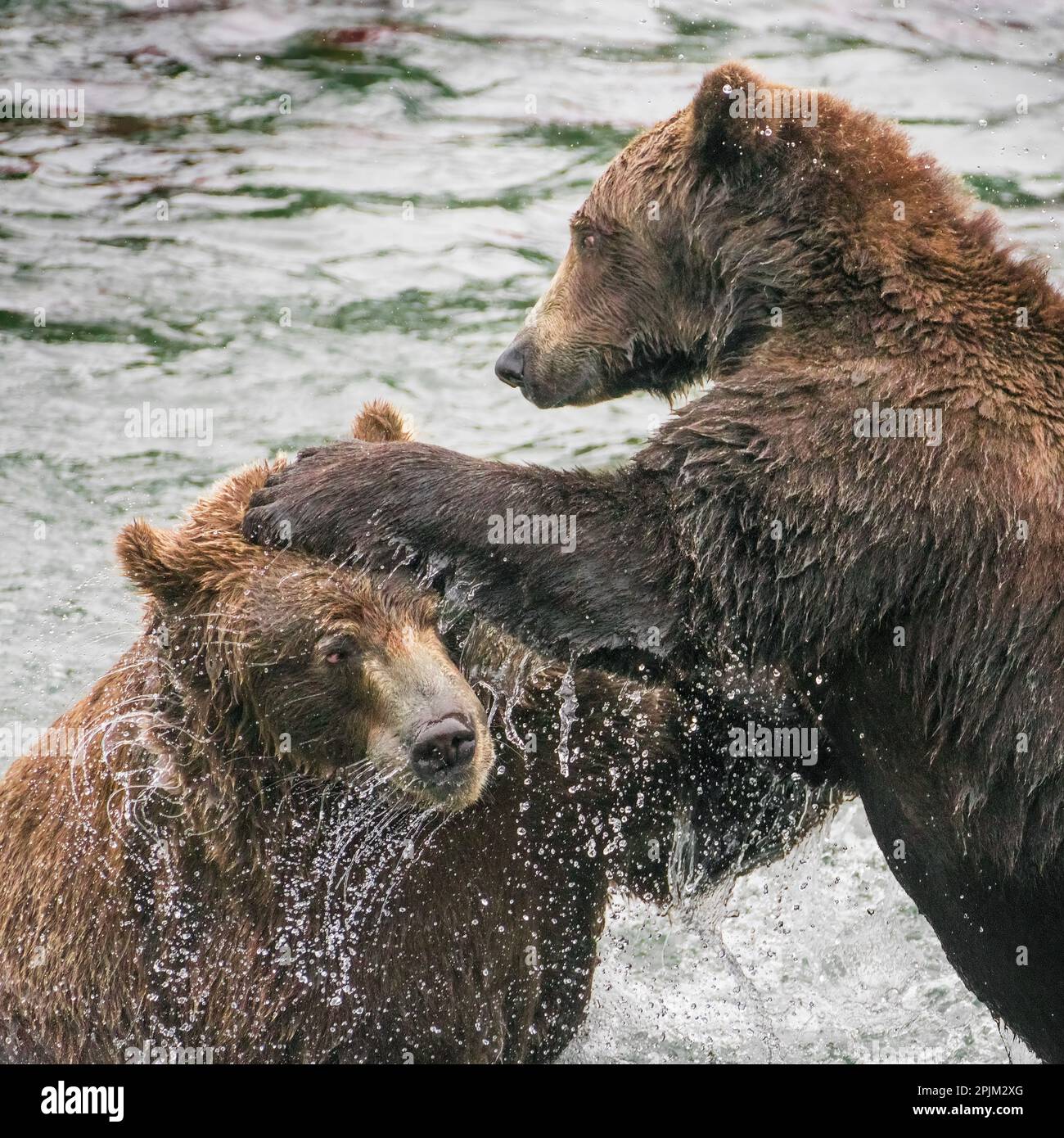 Alaska, Brooks Falls, Two young grizzly bears playing Stock Photo Alamy