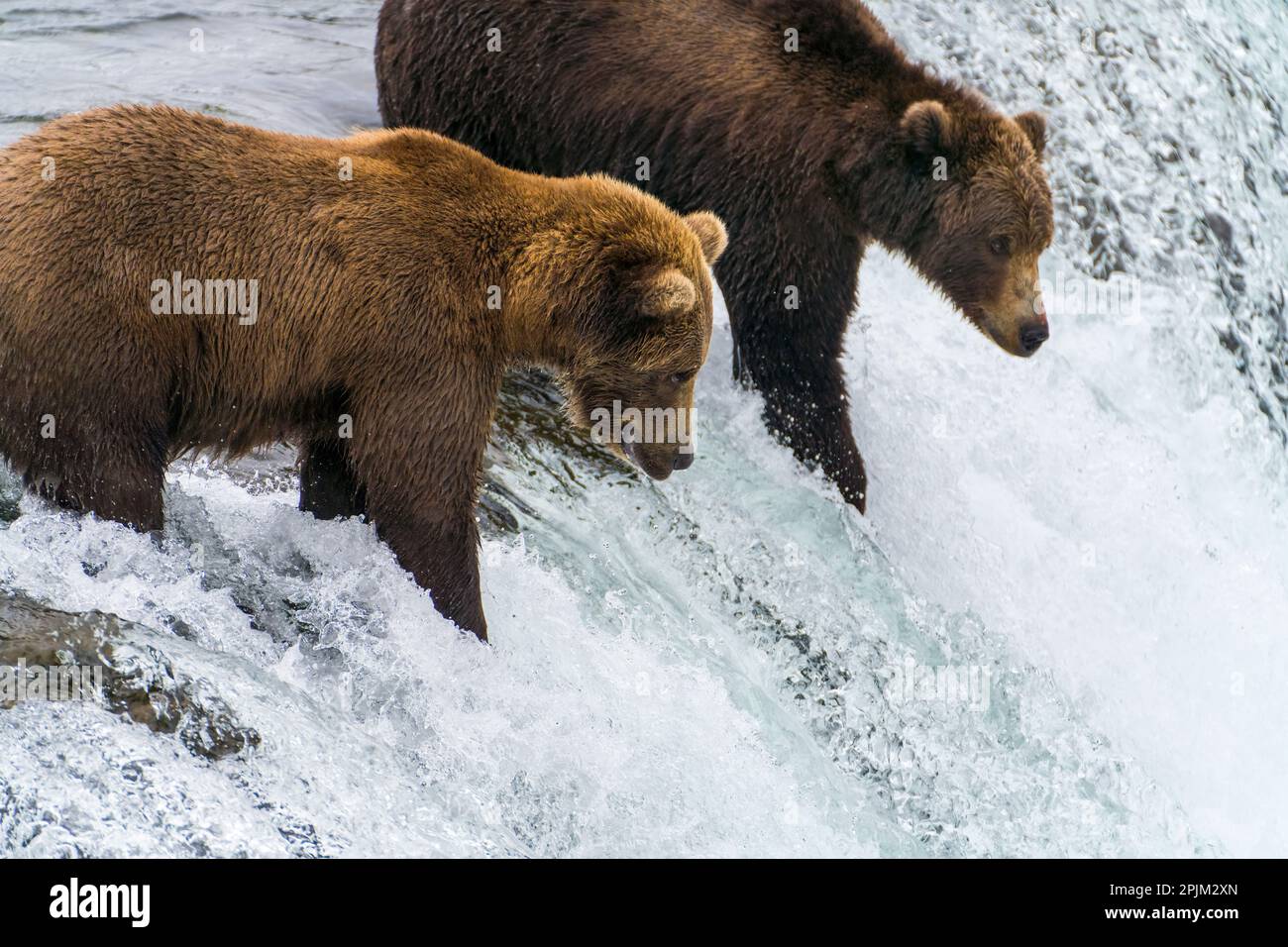 Alaska, Brooks Falls. Grizzly mom and cub fish at the top of the falls