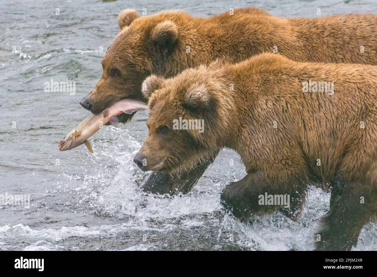 Alaska, Brooks Falls. Mom grizzly shows cub how to fish Stock Photo Alamy