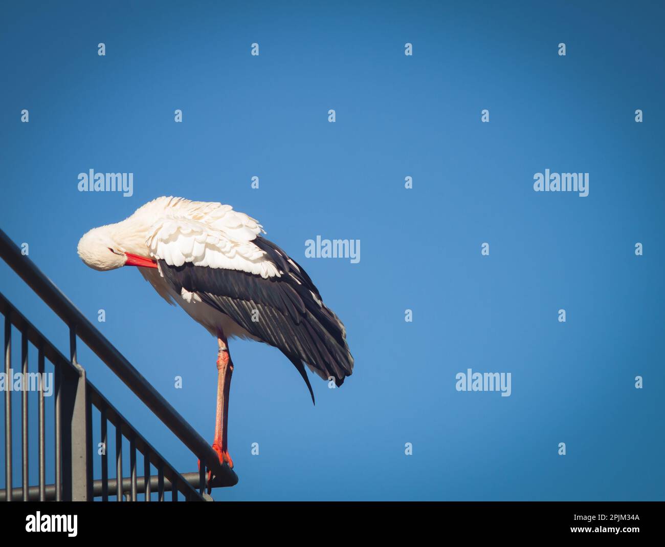 Animal Nature Photography Bird Stork Wildlife Stock Photo