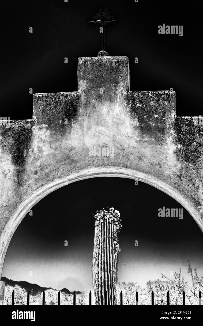 Black and white of blooming saguaro cactus, San Xavier del Bac Mission, Tucson, Arizona. Founded 1692 Stock Photo
