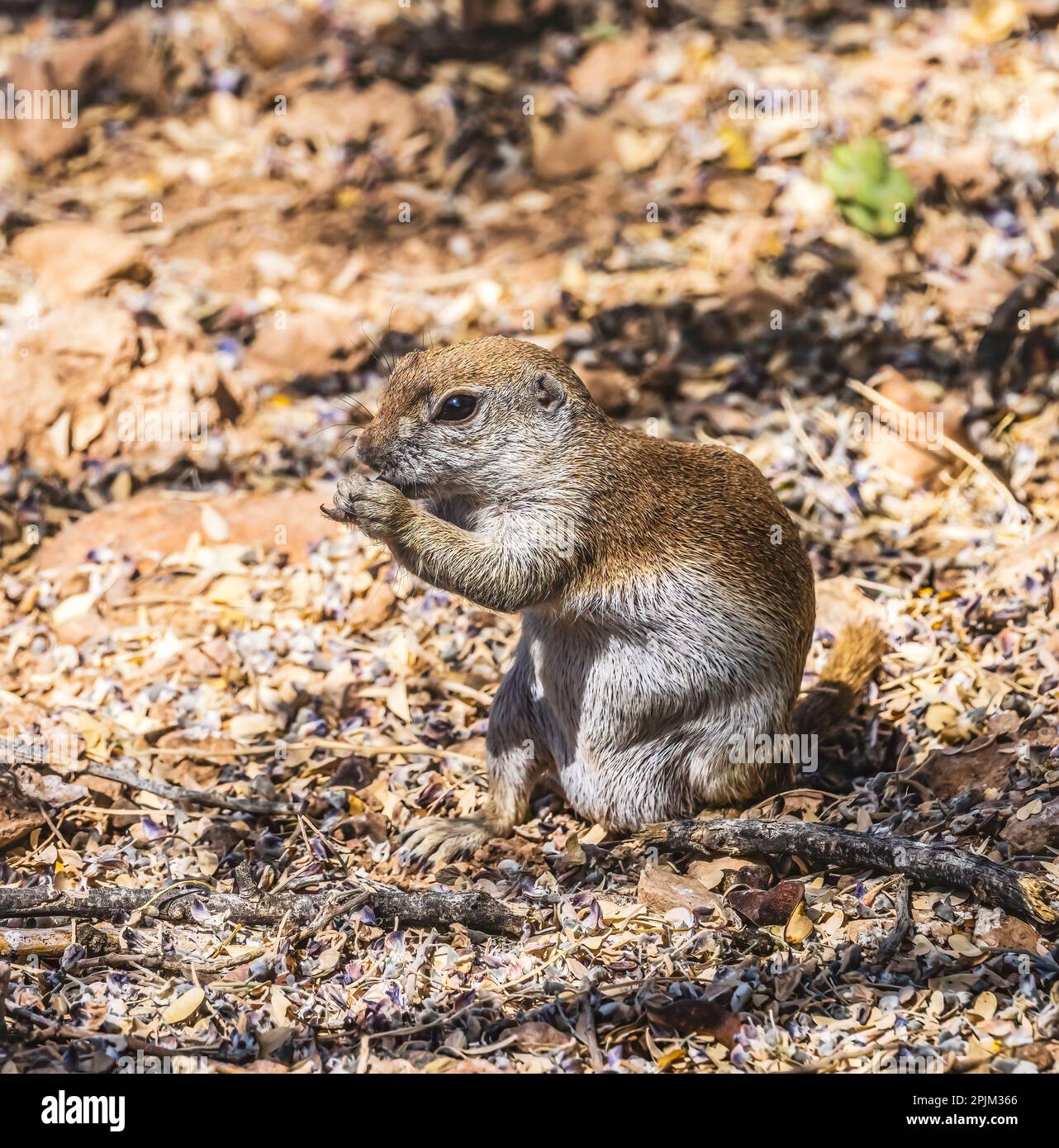 Roundtailed ground squirrel, Desert Botanical Garden, Phoenix, Phoenix