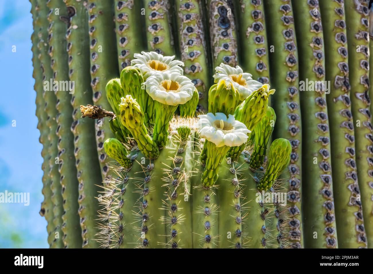 Saguaro cactus blooming, Desert Botanical Garden, Phoenix, Arizona