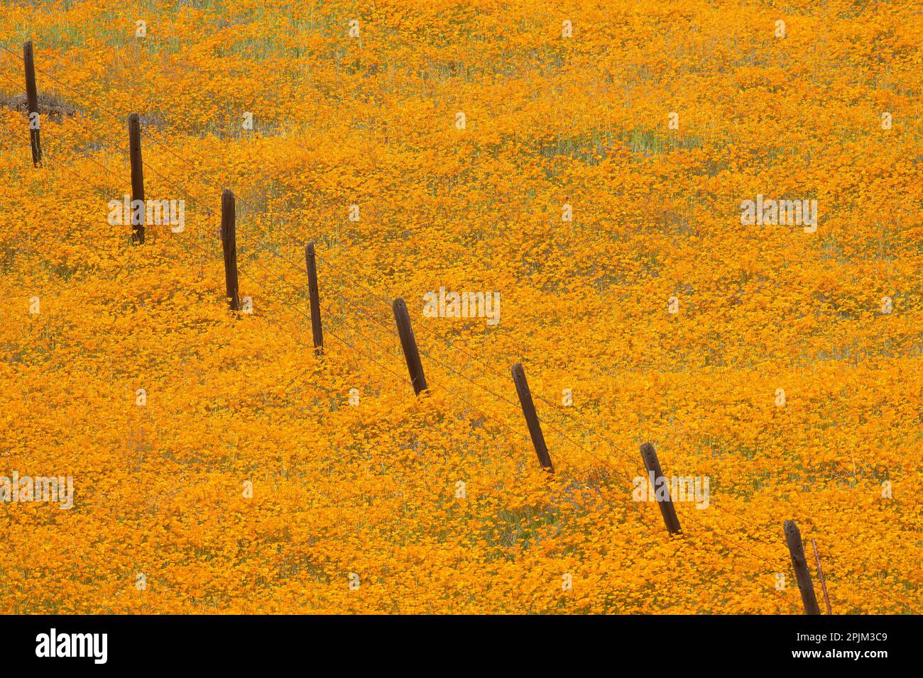California poppies blooming in a field in Amador County. Stock Photo