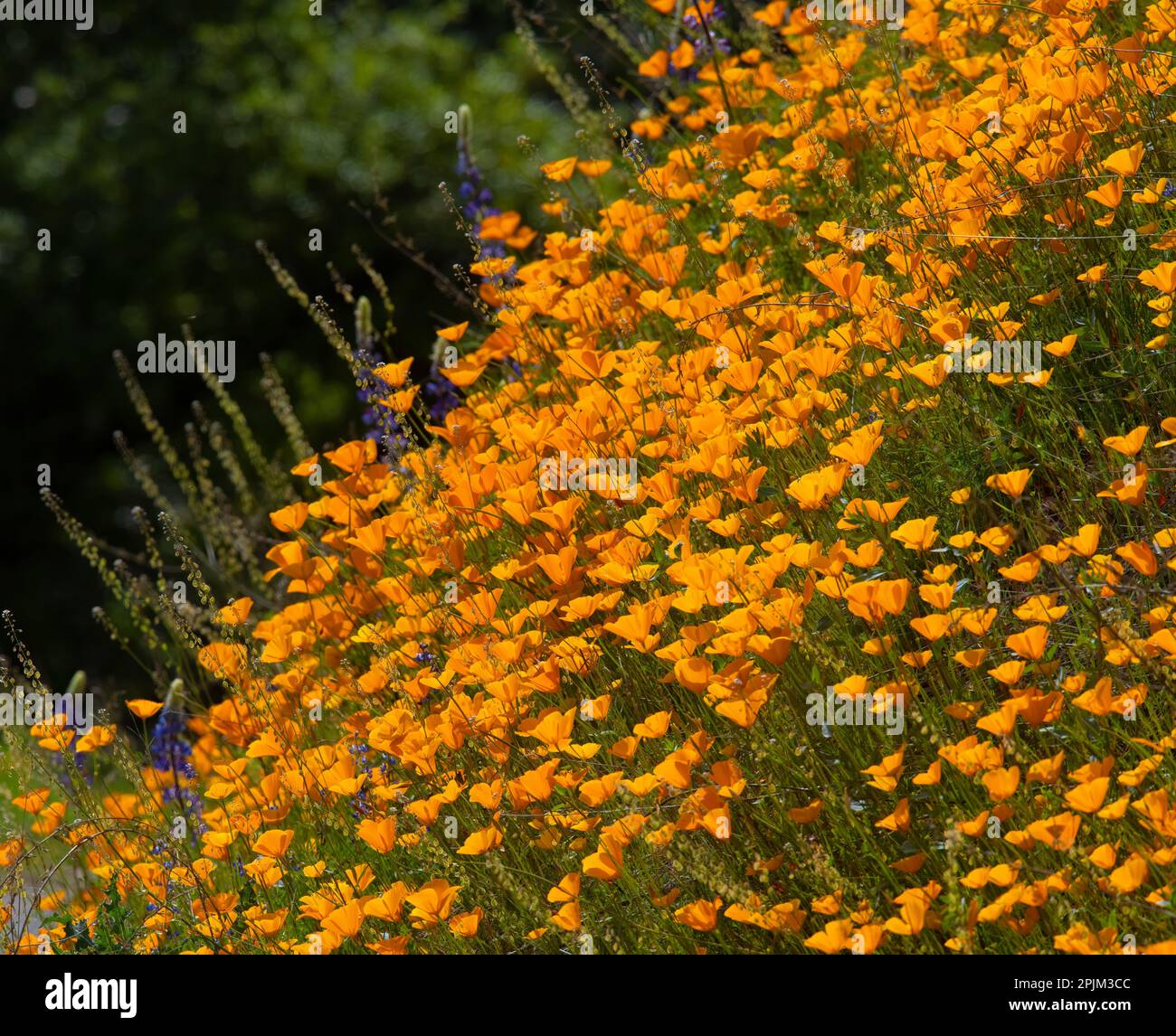 California poppies blooming in a field in Amador County. Stock Photo